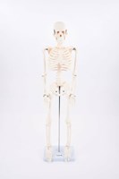 TickiT Lernspielzeug Skelett Halbschlauch Modell Anatomie Kinder
