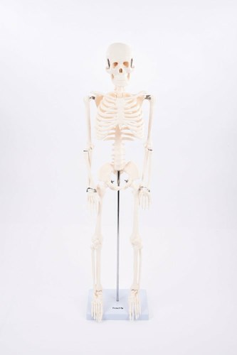 TickiT Lernspielzeug Skelett Halbschlauch Modell Anatomie Kinder
