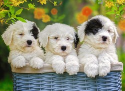 Ravensburger Puzzle kuschelige Welpen - 200 XXL Teile Hunde